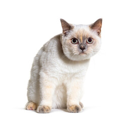 Lilac point British shorthair sitting, isolated on white