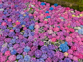 水に浮かぶ紫陽花