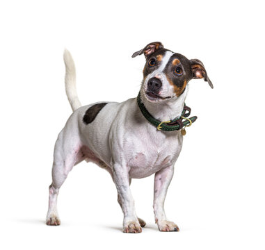 Tricolor Jack Russel Terrier Dog, Standing And Looking Away, Isolated On White