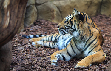 Side Profile of a beautiful Sumatran Tiger (Panthera tigris) sondaica against a natural background...