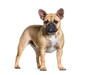 Standing French bulldog, isolated on white