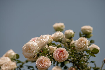 beautiful Pink roses in the garden of pink roses.  under blue sky, 