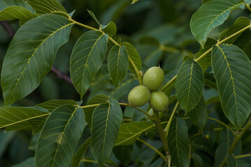 Green walnuts growing on a tree, close up, waiting to be harvested, Young walnuts on the tree at sunset. Tree of walnuts. Green leaves background.