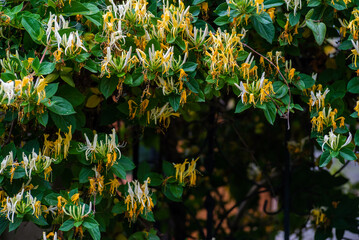 Japanese honeysuckle (lonicera japonica) in the garden, Japanese honeysuckle natural floral...