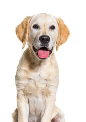 portrait of Young Golden retriever panting, isolated on white