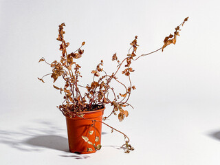 Neglected dried and dead plant in blue and red plastic pot