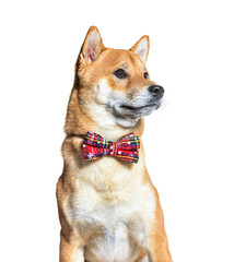 Shiba inu dog wearing a bow tie, isolated on white