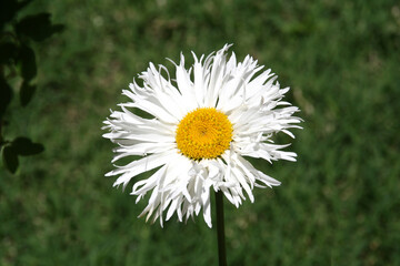 Obraz premium Daisy flower. White flower with yellow center. Nature. Close up.