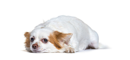 resting dog lying down in front, isolated on white