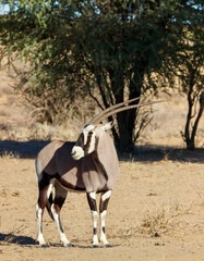 Gemsbok or South African Oryx in the Kgalagadi