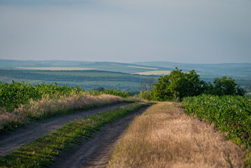 Dirt road between the fields on a country. valley countryside road between green meadows. Rural summer, landscape. morning, sunny day light for backgrounds or wallpapers. Căușeni, Moldova, blue sky