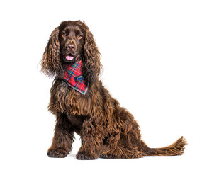 English cocker spaniel dog wearing a red scarf