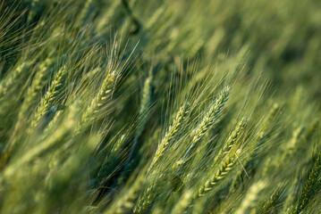 Triticale and male Hand ,Caressing Foxtail Barley (Hordeum Jubatum), Close-up of wild barley, green wheat on the field at sunset, Moldova