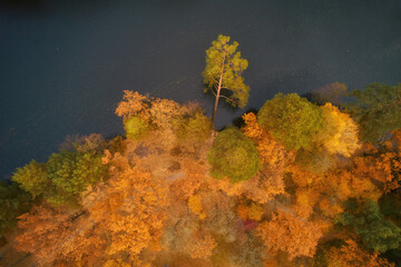 view of a tree leaning over a river in an autumn yellow forest. The photo was taken with a drone