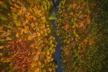 autumn colours in forest form above, captured with a drone.