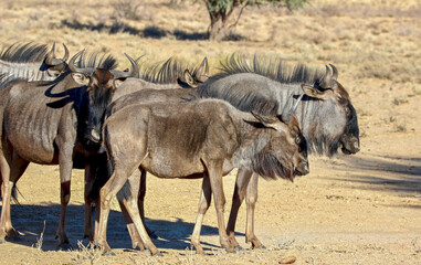 Blue Wildebeest and Brindled Gnu, Kgalagadi
