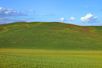 Fototapeta premium Typical summer landscape in Tuscany, Italy, Europe 