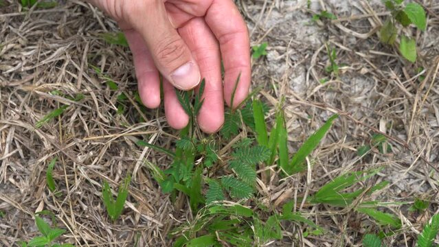 Hand Touching Shameplant (Mimosa Pudica) On The Field. overhead
