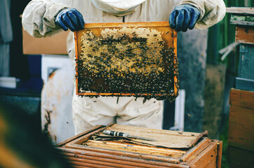 Male beekeeper in white suit holding a frame with honeycombs