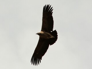 Condor andino flying over the skies of the city of El Chalten, Argentina
