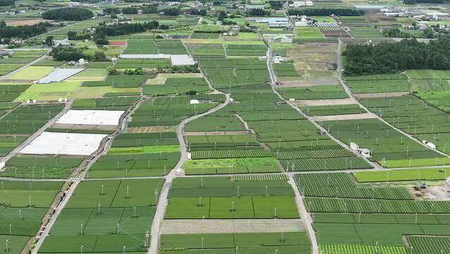 三重県鈴鹿市の新東名沿いに広がる茶畑をドローンで空撮。