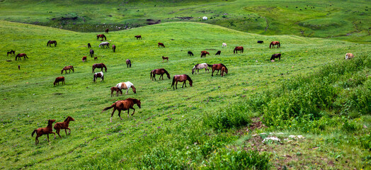 herd of horses