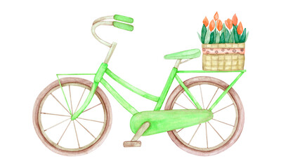 Watercolor green bicycle with basket of tulips, side view, isolated on white background. Painted by hand.