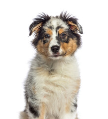 Blue merle Australian shepherd dog, isolated on white