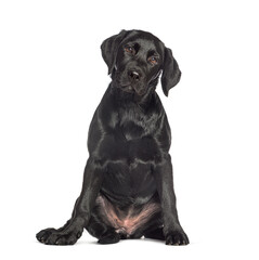 Sitting Black labrador dog, isolated on white