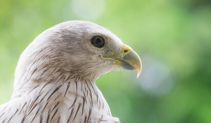 Haliastur indus at close range