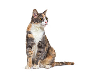 Mixed breed cat with yellow eyes sitting, isolated