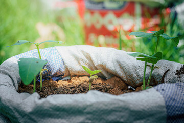 Close up picture of the seeds of the plant