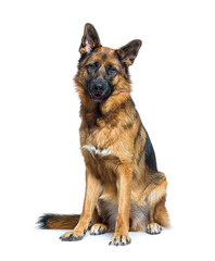 German Shepherd sitting in front, isolated on white