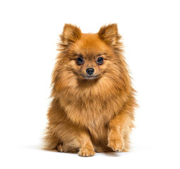 Red Pomeranian dog sitting in front, isolated on white