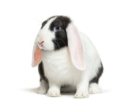 Black and white lop rabbit blue eyed