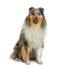 Rough Collie dog, isolated on white