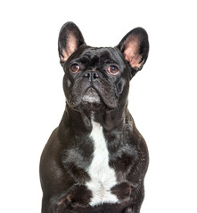 Portrait, head shot of a French Bulldog looking up, isolated on