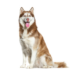 Sitting and panting Red and white Siberian Husky, isolated on wh