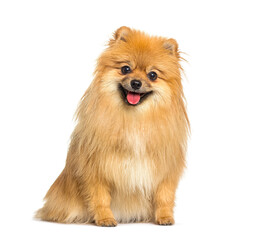 Red Pomeranian dog panting and sitting in front, isolated on white