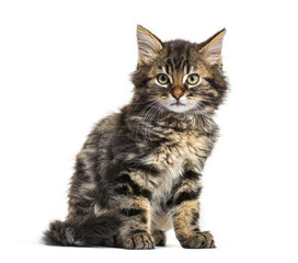 Naklejka premium Maine Coon kitten nine weeks old, sitting isolated on white