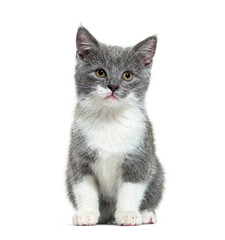 Mixed breed cat kitten 2 months old, sitting, isolated