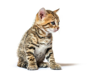 Obraz premium Bengal cat kitten sitting and looking away, six weeks old, isola