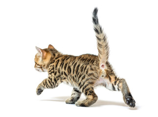 Bengal kitten walking away and looking backwards, six weeks old,