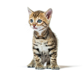 Bengal cat kitten sitting and looking away, six weeks old, isolated on white