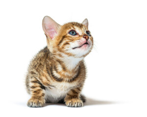 Shy bengal cat kitten looking up, six weeks old, isolated on whi