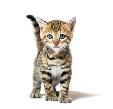 Facing Bengal kitten looking at the camera, six weeks old, isolated on white