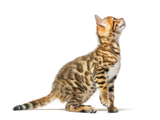 Side view of a bengal cat kitten getting to know on hind legs, f
