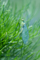 Złotook na letniej łące