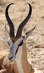 Large Springbok ram in the Kgalagadi