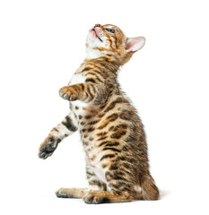 Bengal cat kitten looking up on its hind legs, six weeks old, isolated on white